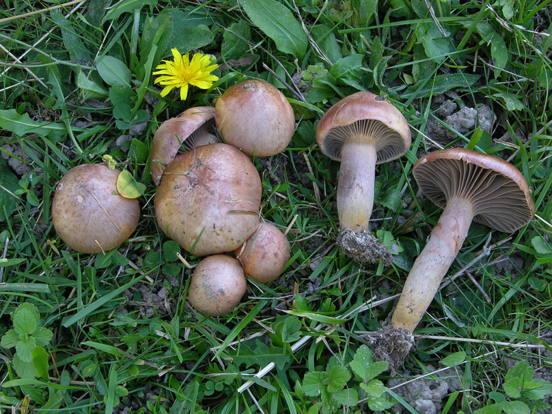 Ritrovamenti del 22 settembre(prati montani).